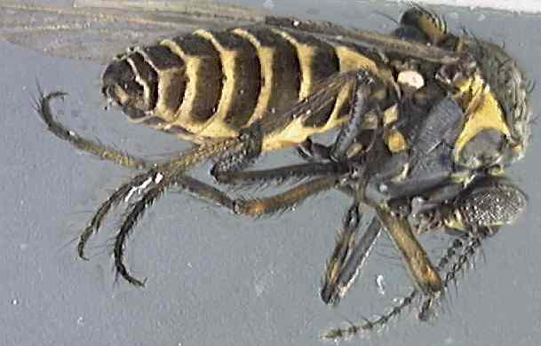 Ceratopogonidae 1